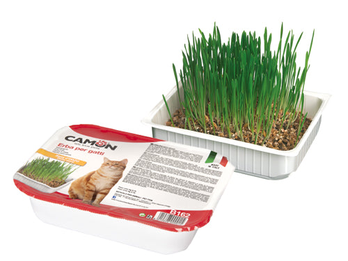 Erba Gatto semi orzo Camon. Prezzo per Pezzo.